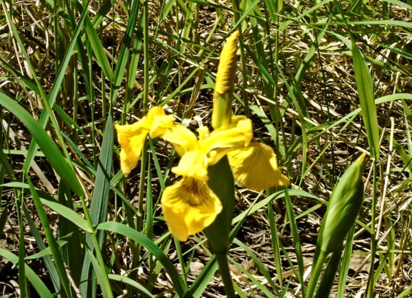 1043 Yellow Flag Iris Jigsaw Puzzle