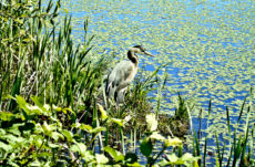 1044 Great Blue Heron Jigsaw Puzzle