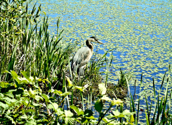 1044 Great Blue Heron Jigsaw Puzzle