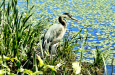 Shorebirds