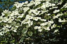 1046 Pacific Dogwood Jigsaw Puzzle