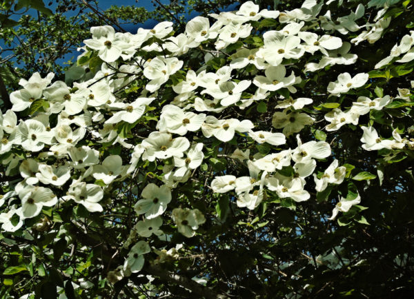 1046 Pacific Dogwood Jigsaw Puzzle