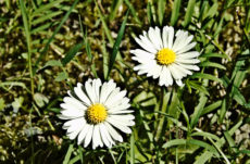 1047 English Daisy Jigsaw Puzzle