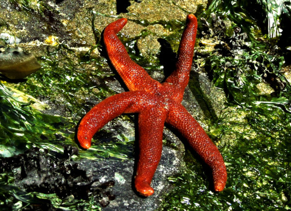 1049 Pacific Blood Star Jigsaw Puzzle