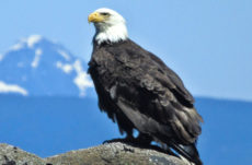 132 Bald Eagle Jigsaw Puzzle
