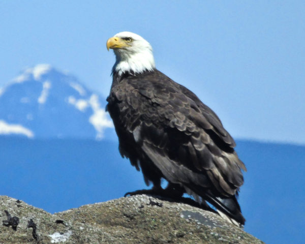 132 Bald Eagle Jigsaw Puzzle