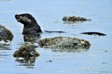 1017 River Otter Jigsaw Puzzle