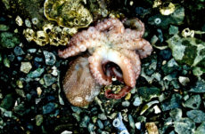 1058 Giant Pacific Octopus Jigsaw Puzzle