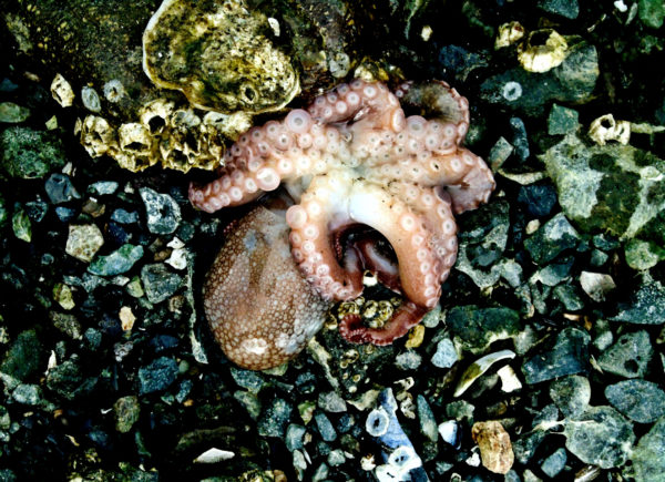 1058 Giant Pacific Octopus Jigsaw Puzzle