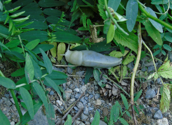 1060 Pacific Banana Slug Jigsaw Puzzle