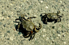 1062 Green Crab Jigsaw Puzzle