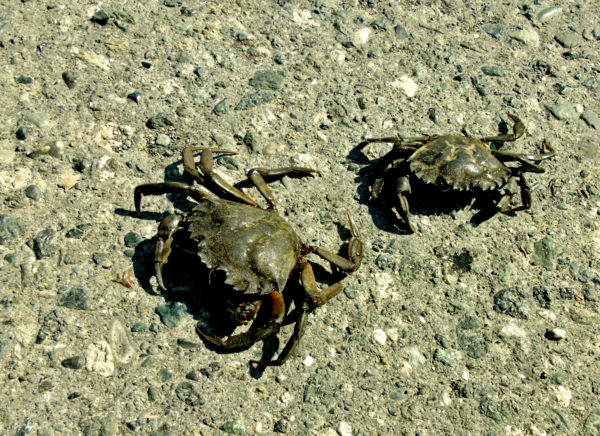 1062 Green Crab Jigsaw Puzzle