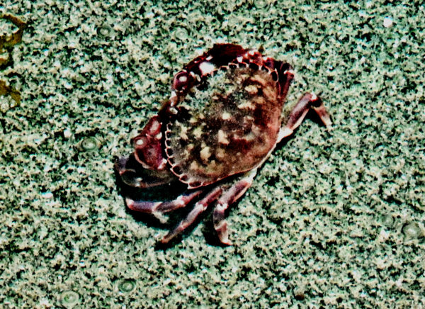 1063 Red Rock Crab Jigsaw Puzzle