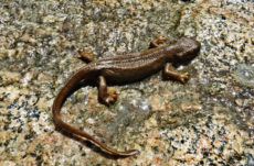 1065 Rough Skinned Newt Jigsaw Puzzle