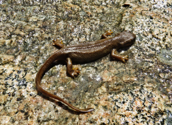 1065 Rough Skinned Newt Jigsaw Puzzle