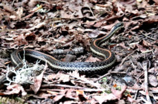 1066 Common Garter Snake Jigsaw Puzzle