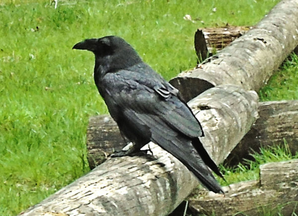 1068 Common Raven Jigsaw Puzzle