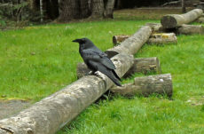 1069 Common Raven Jigsaw Puzzle