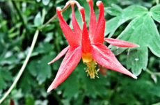 1070 Red Columbine Jigsaw Puzzle
