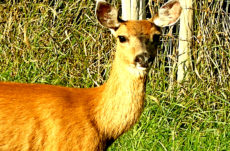 1071 Black-Tailed Deer Jigsaw Puzzle