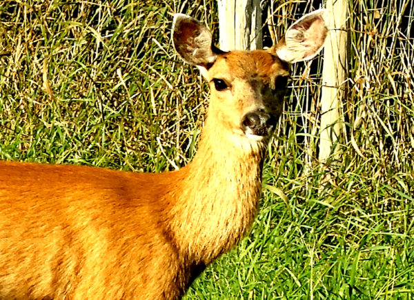 1071 Black-Tailed Deer Jigsaw Puzzle