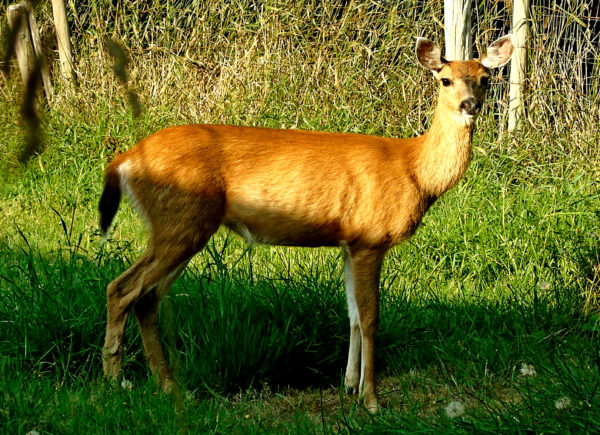 1072 Black-Tailed Deer Jigsaw Puzzle