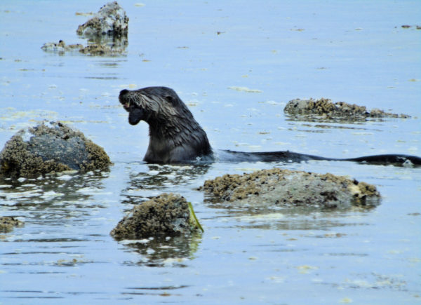 1073 River Otter Jigsaw Puzzle