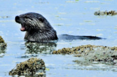 1074 River Otter Jigsaw Puzzle