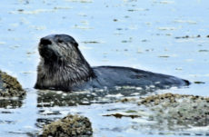 1075 River Otter Jigsaw Puzzle