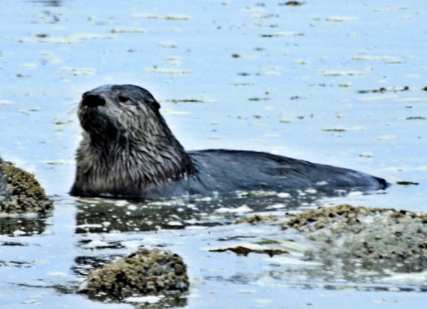 1075 River Otter Jigsaw Puzzle