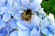 1076 Western Bumble Bee Jigsaw Puzzle