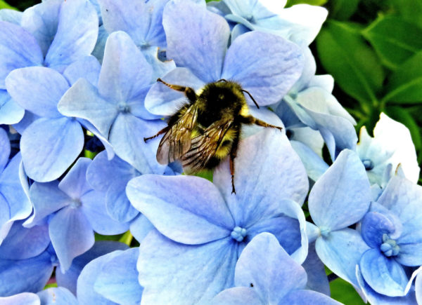 1076 Western Bumble Bee Jigsaw Puzzle