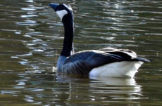181 Canada Goose Jigsaw Puzzle