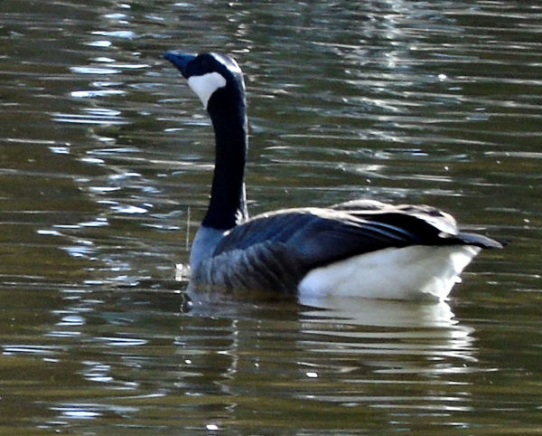 181 Canada Goose Jigsaw Puzzle