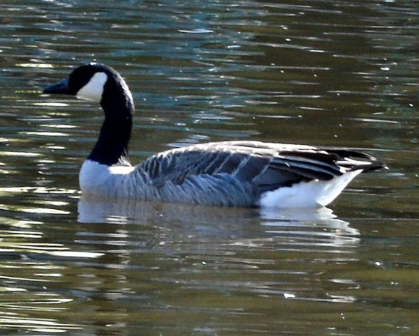 182 Canada Goose Jigsaw Puzzle