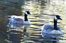 183 Canada Geese Jigsaw Puzzle