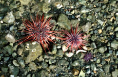 1064 Red Sea Urchin Jigsaw Puzzle