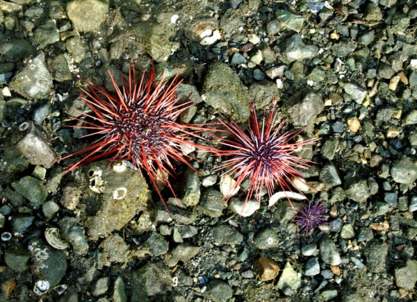1064 Red Sea Urchin Jigsaw Puzzle
