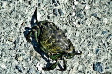 1061 Green Crab Jigsaw Puzzle