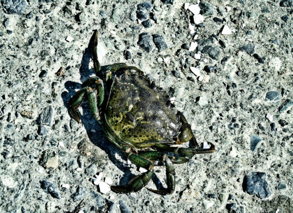 1061 Green Crab Jigsaw Puzzle