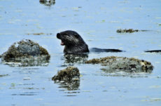 1007 River Otter Jigsaw Puzzle