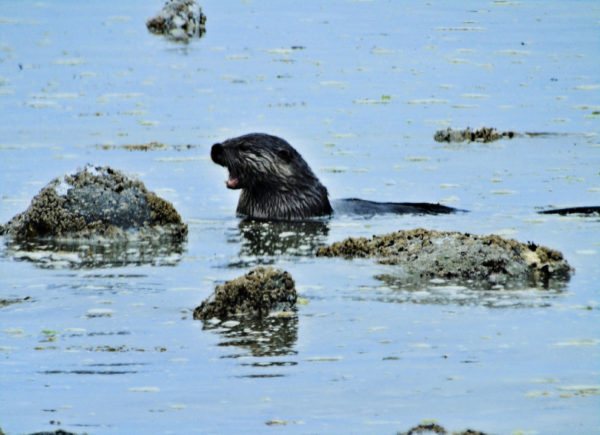 1007 River Otter Jigsaw Puzzle