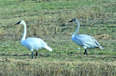 1010 Trumpeter Swan Jigsaw Puzzle