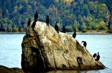 1050 Double Crested Cormorant Jigsaw Puzzle
