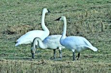 1078 Trumpeter Swan Jigsaw Puzzle
