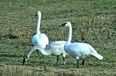 1080 Trumpeter Swan Jigsaw Puzzle