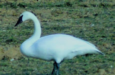 1081 Trumpeter Swan Jigsaw Puzzle