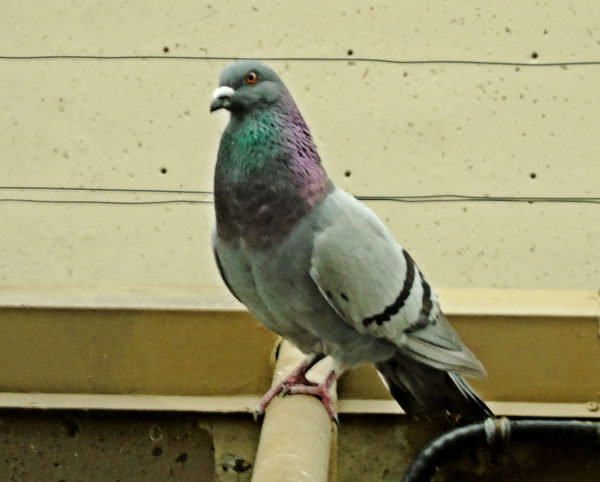 1082 Rock Pigeon Jigsaw Puzzle