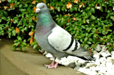 1083 Rock Pigeon Jigsaw Puzzle