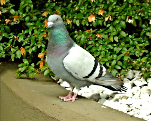 1083 Rock Pigeon Jigsaw Puzzle